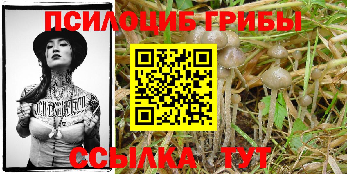Галлюциногенные грибы Psilocybe Урюпинск